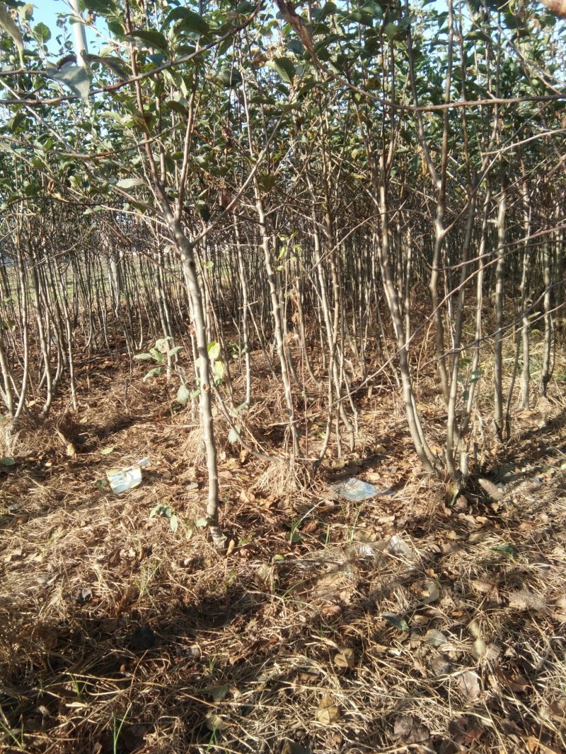 供应有货苹果苗，中秋王，红富士，烟富8，红肉等苹果苗