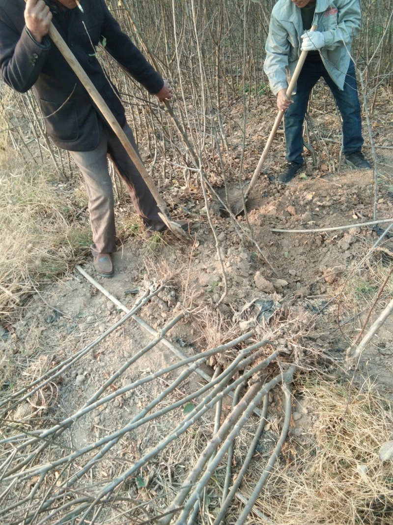 供应有货苹果苗，中秋王，红富士，烟富8，红肉等苹果苗