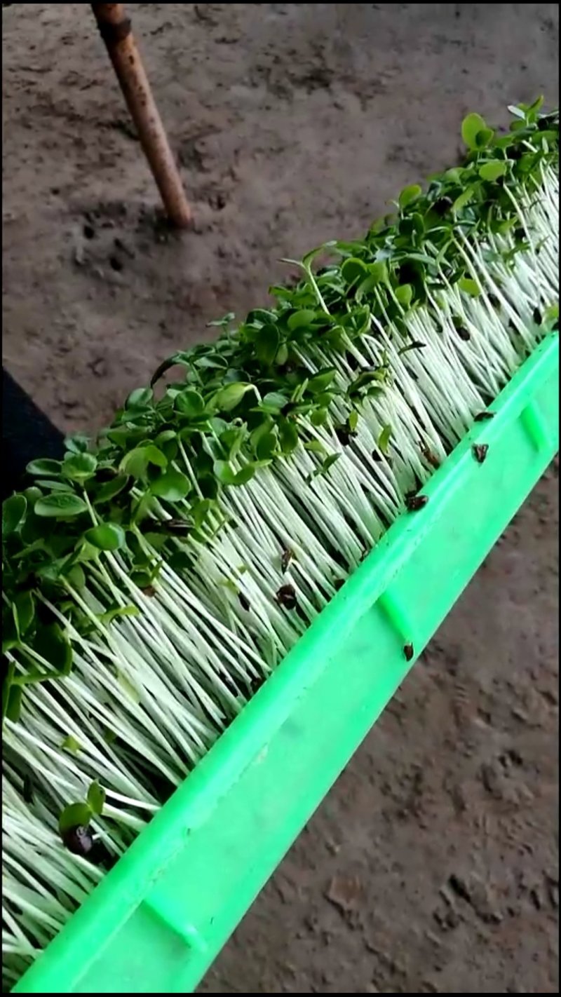 香椿芽苗菜