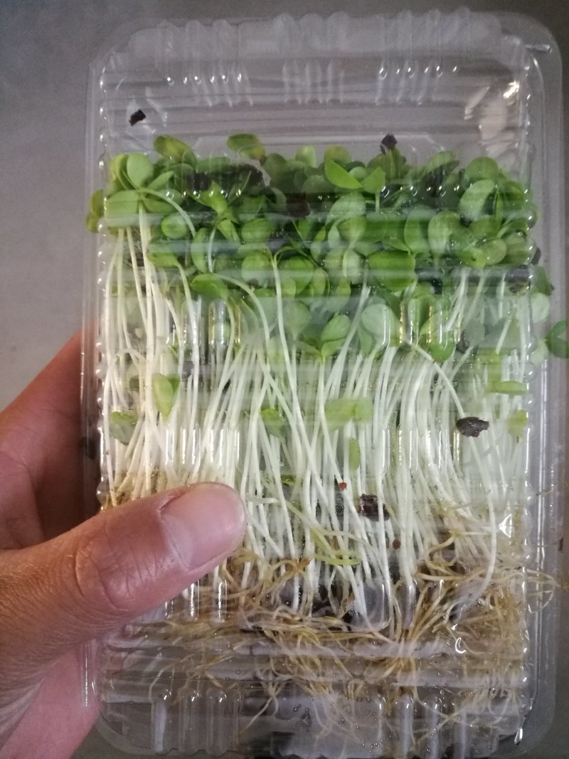 香椿芽苗菜