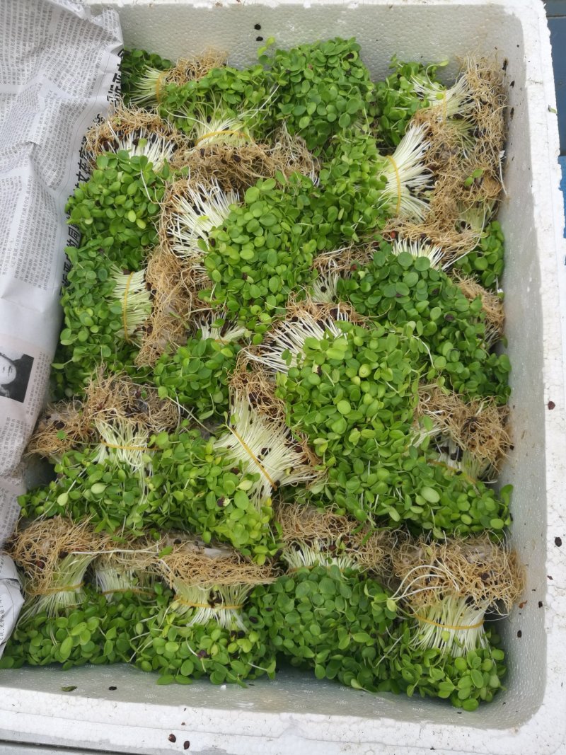 香椿芽苗菜