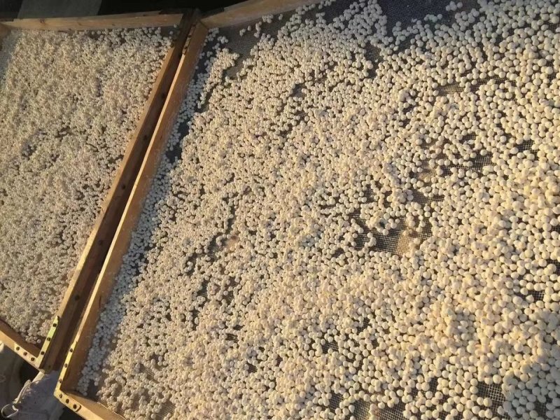 苏芡，芡实【水中人参】又名鸡头米、水鸡头、古药书中
