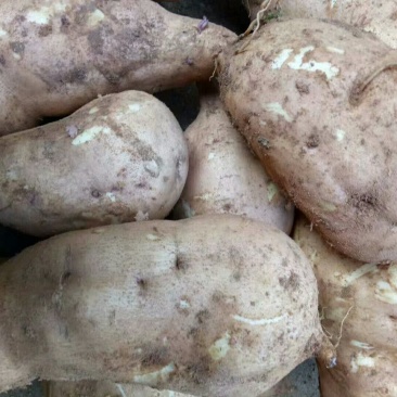 红薯基地批发价格便宜货源充足，量大价格优