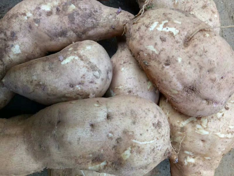 红薯基地批发价格便宜货源充足，量大价格优
