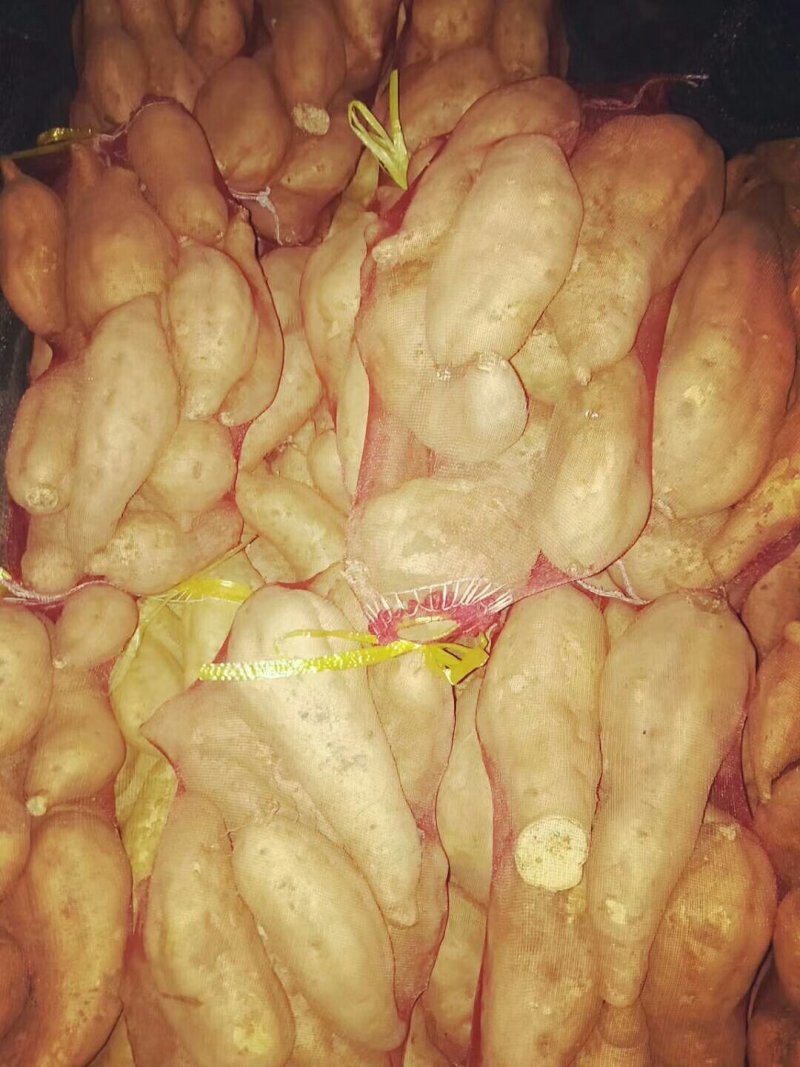 红薯基地批发价格便宜货源充足，量大价格优