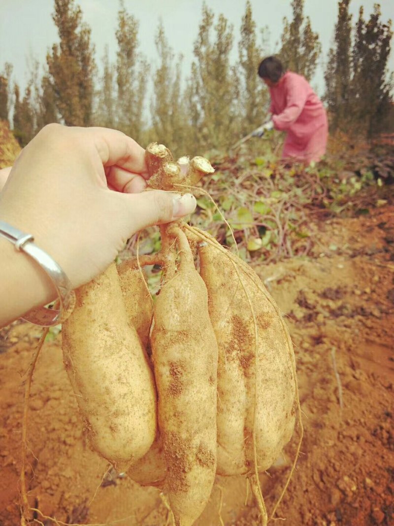 红薯基地批发价格便宜货源充足，量大价格优