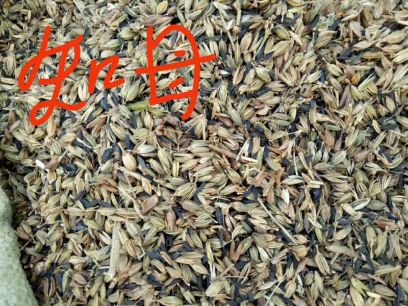 以上品种适合冬春季节种植