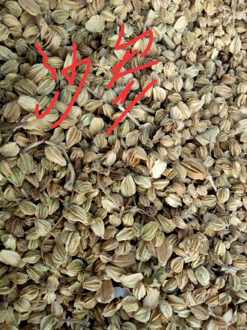 以上品种适合冬春季节种植