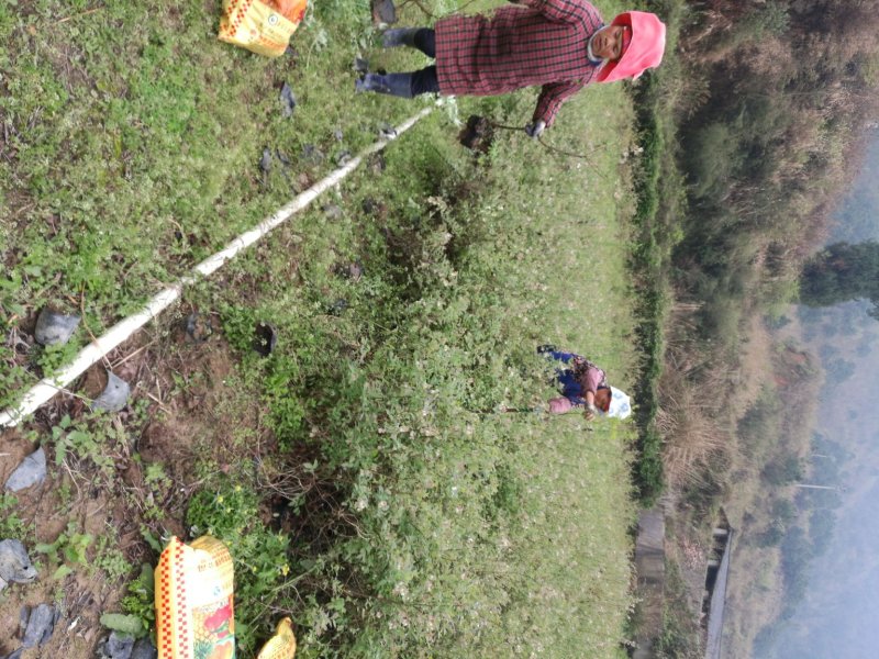 蓝莓苗2-3年，50-80cm抗病性强，免费提供技