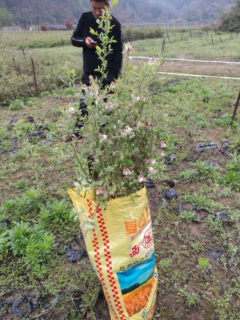 蓝莓苗2-3年，50-80cm抗病性强，免费提供技