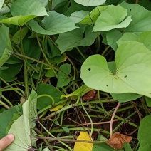 红薯苗一点红