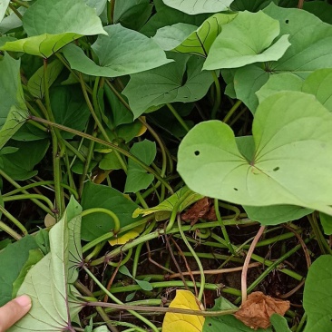 红薯苗一点红