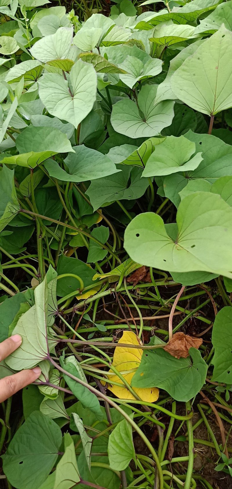 红薯苗一点红