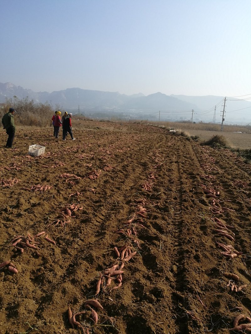138烤地瓜干专用