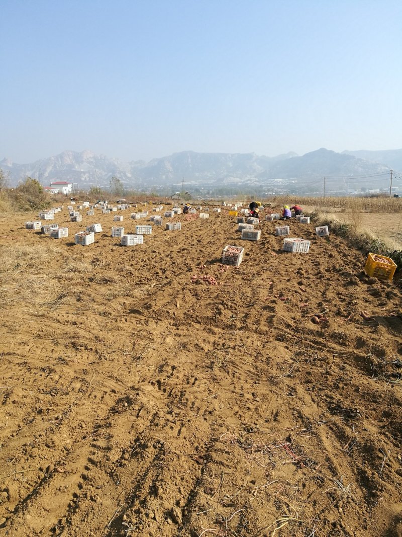 138烤地瓜干专用