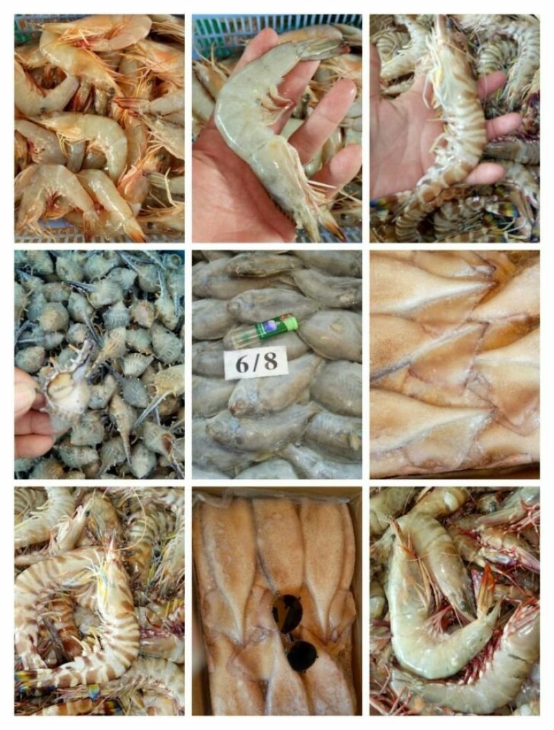 珍珠鲍螺，珠肉螺
