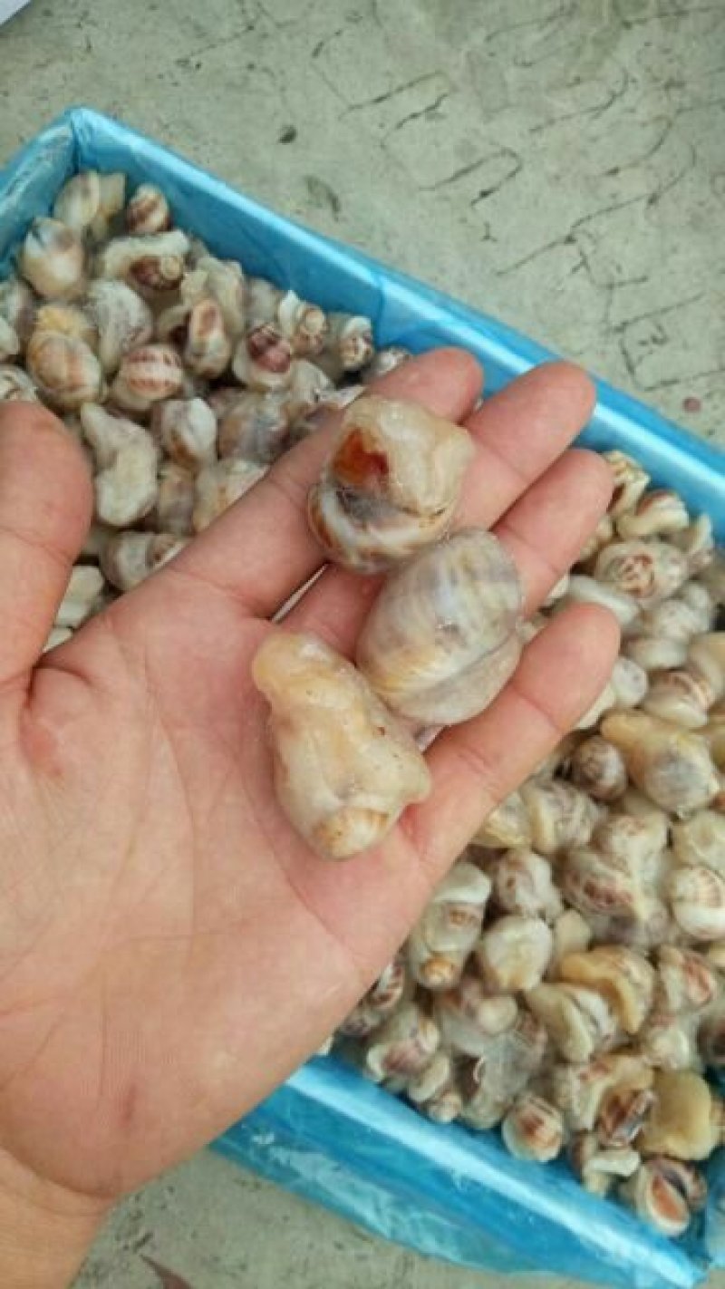 珍珠鲍螺，珠肉螺
