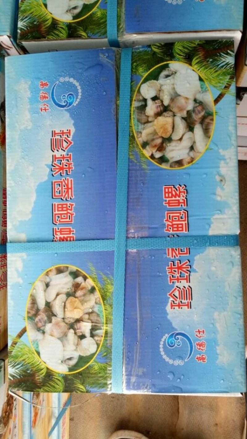 珍珠鲍螺，珠肉螺