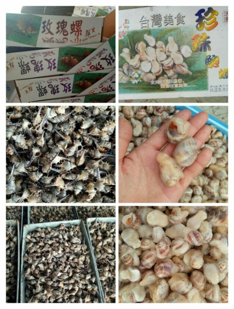 珍珠鲍螺，珠肉螺