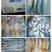 珍珠鲍螺，珠肉螺