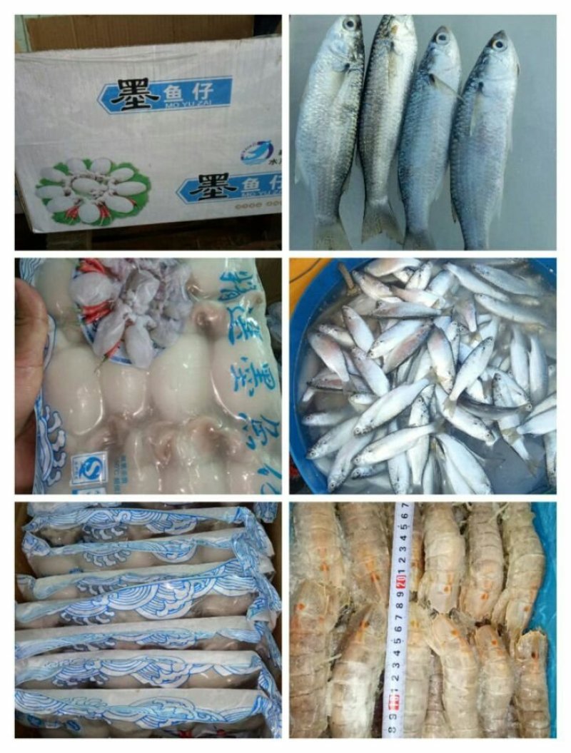 珍珠鲍螺，珠肉螺