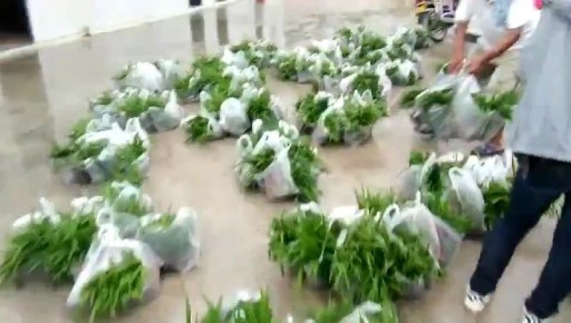 紫花三叉大白芨苗