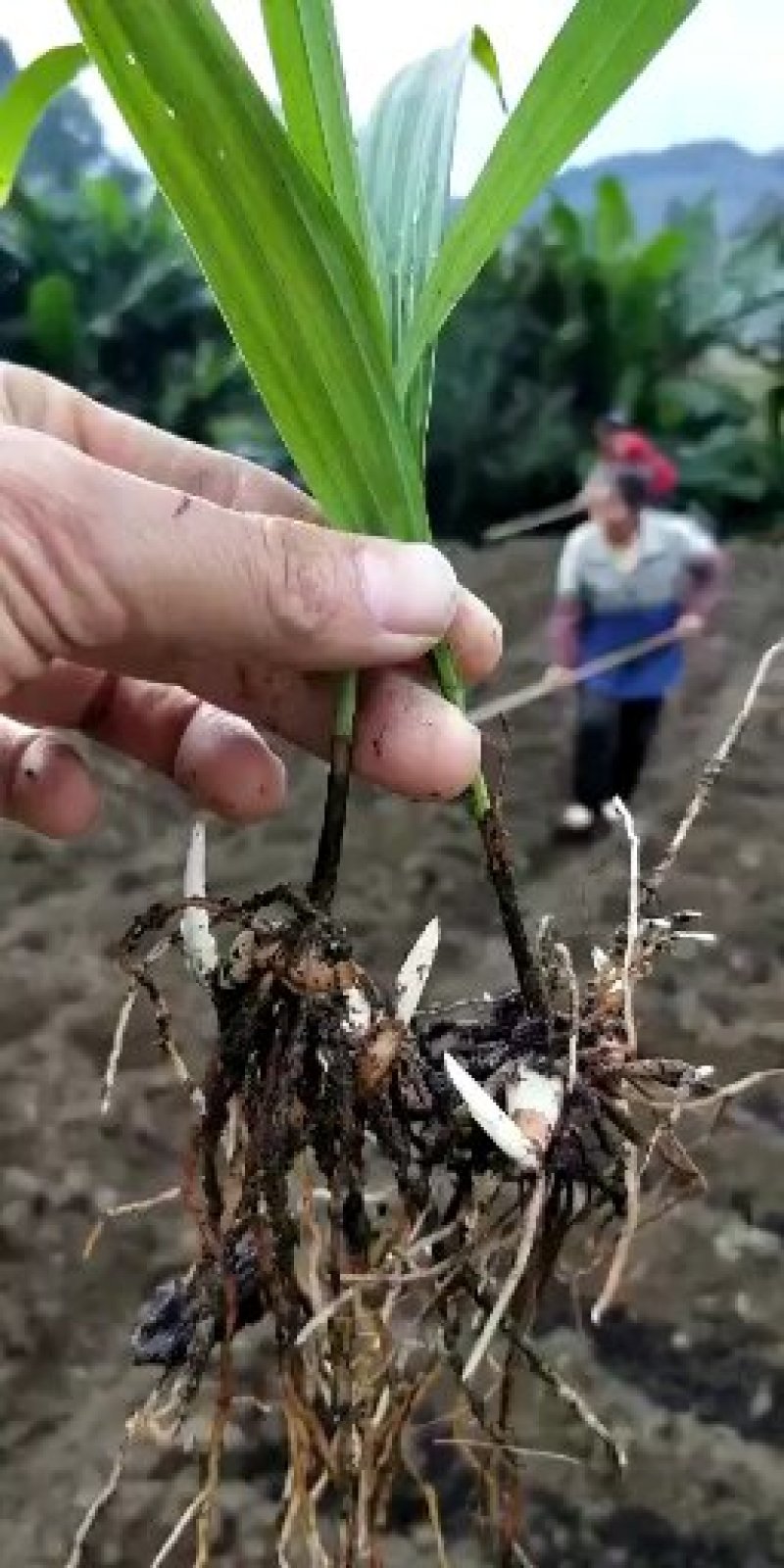 紫花三叉大白芨苗