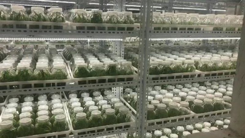 紫花三叉大白芨苗