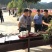 紫花三叉大白芨苗