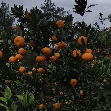 南丰蜜橘特甜