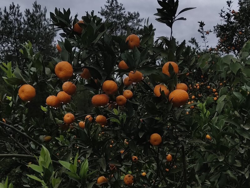 南丰蜜橘特甜