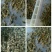 牛氓虫