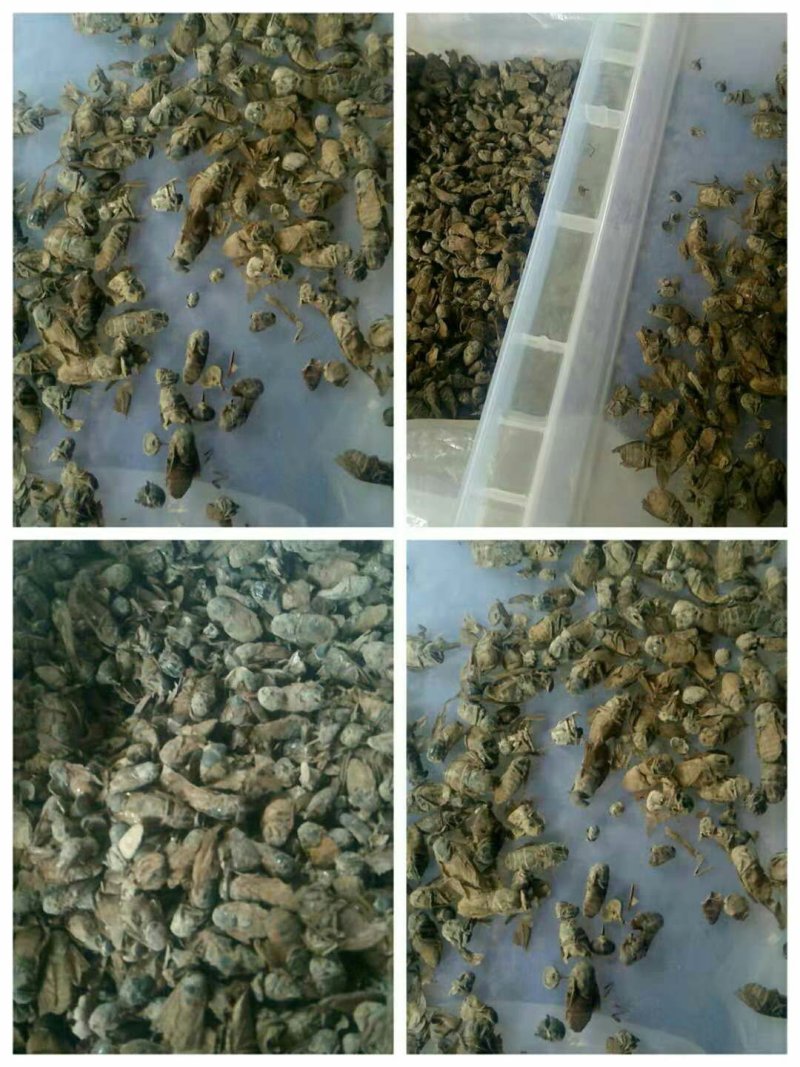 牛氓虫