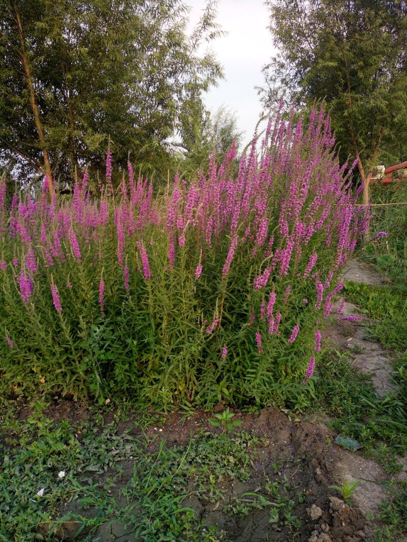 精品荷花苗莲花批发水生草本花卉可作盆栽观赏工程园林池