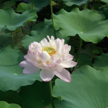 精品荷花苗莲花批发水生草本花卉可作盆栽观赏工程园林池