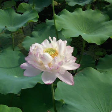 精品荷花苗莲花批发水生草本花卉可作盆栽观赏工程园林池