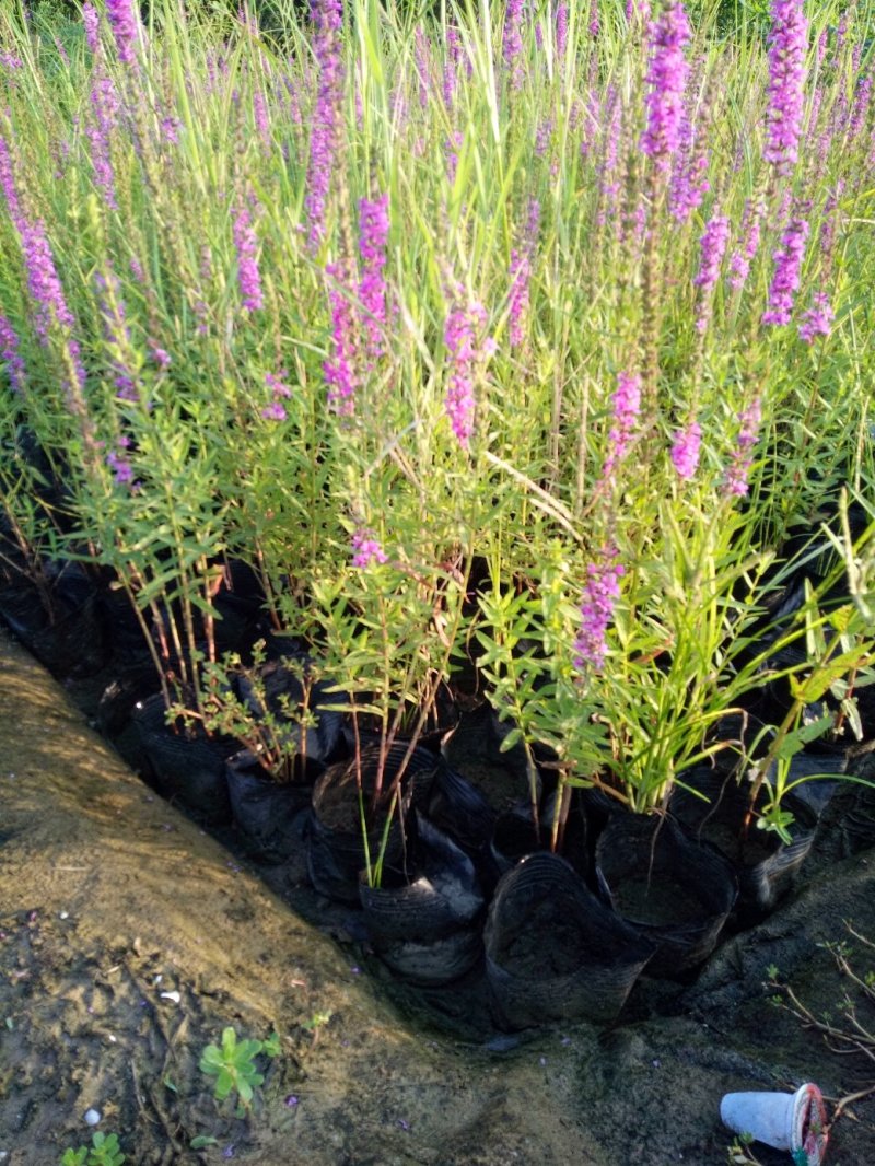 精品荷花苗莲花批发水生草本花卉可作盆栽观赏工程园林池