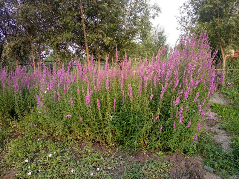 精品荷花苗莲花批发水生草本花卉可作盆栽观赏工程园林池