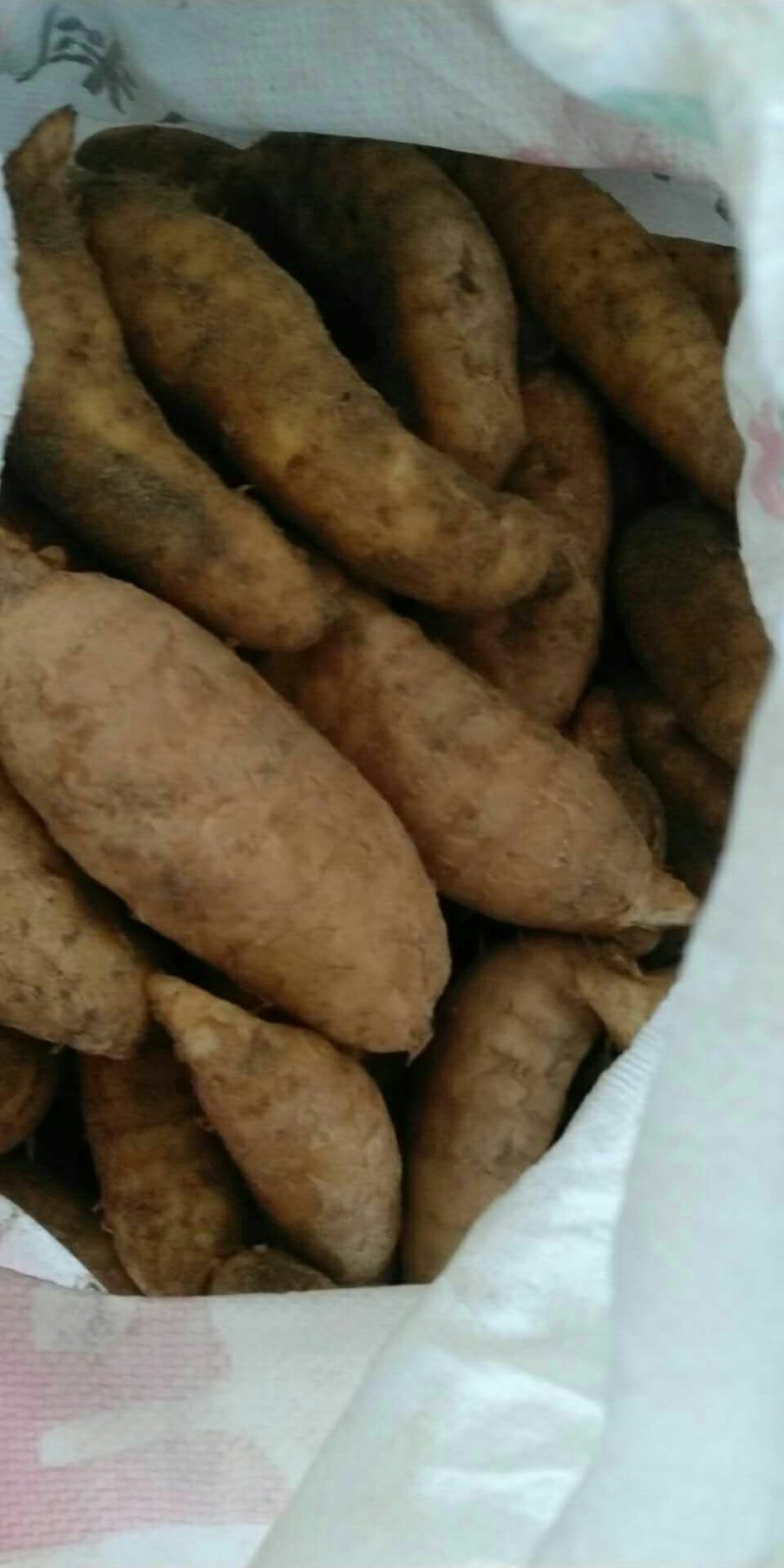 鲜天麻