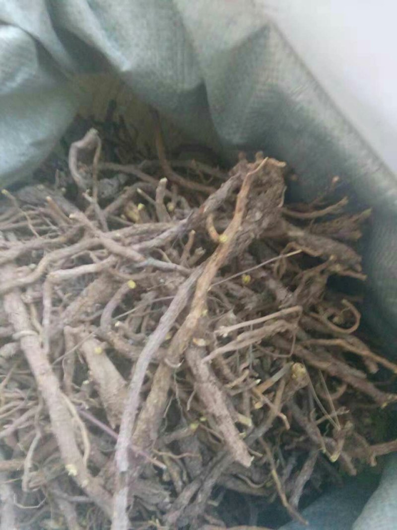 黄芩