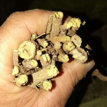 黄芩