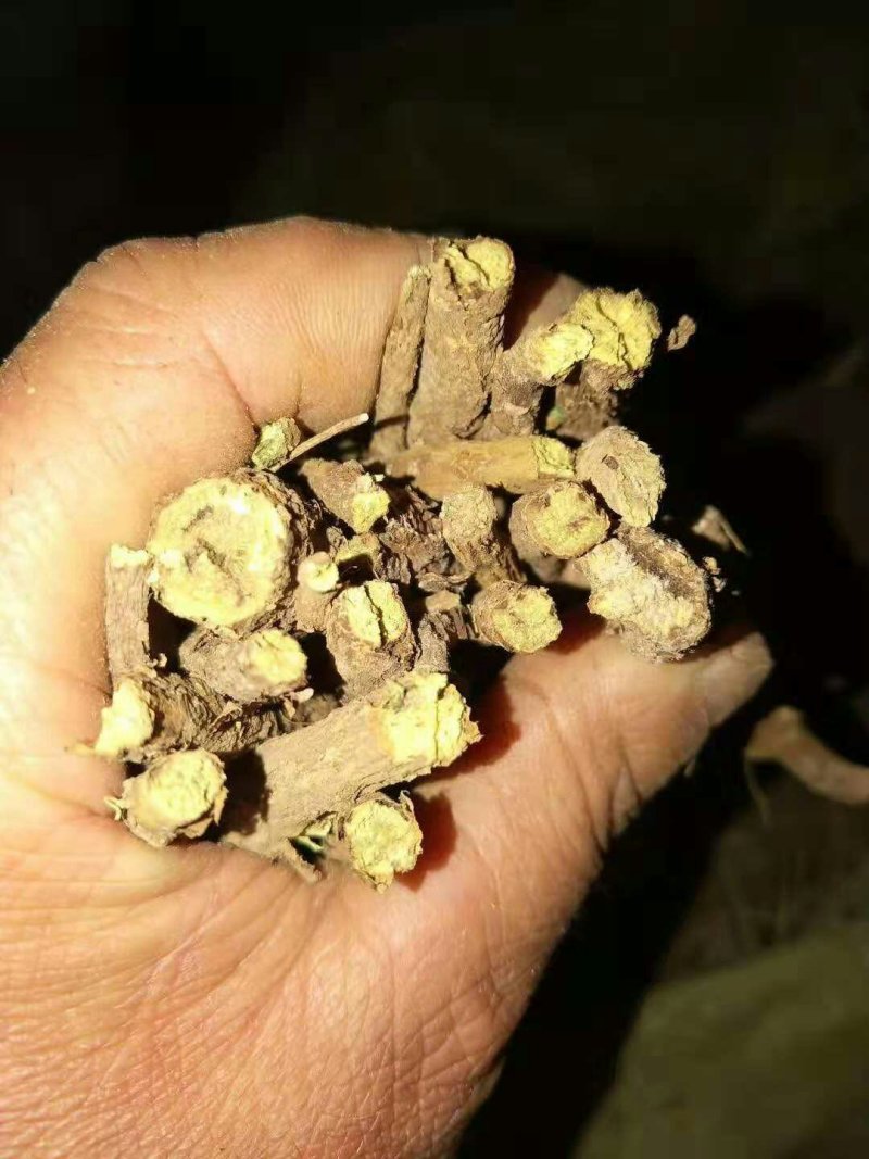 黄芩