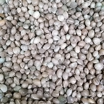 火麻仁