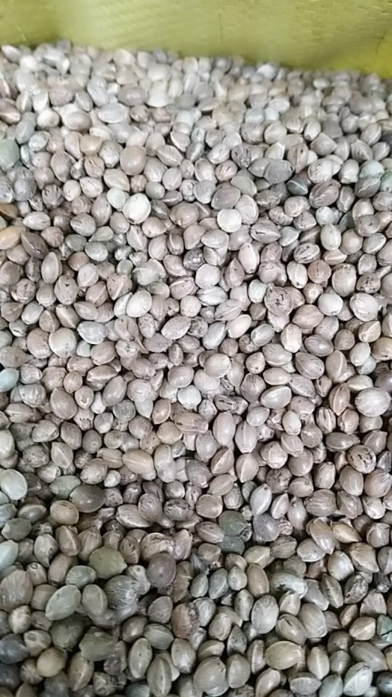 火麻仁
