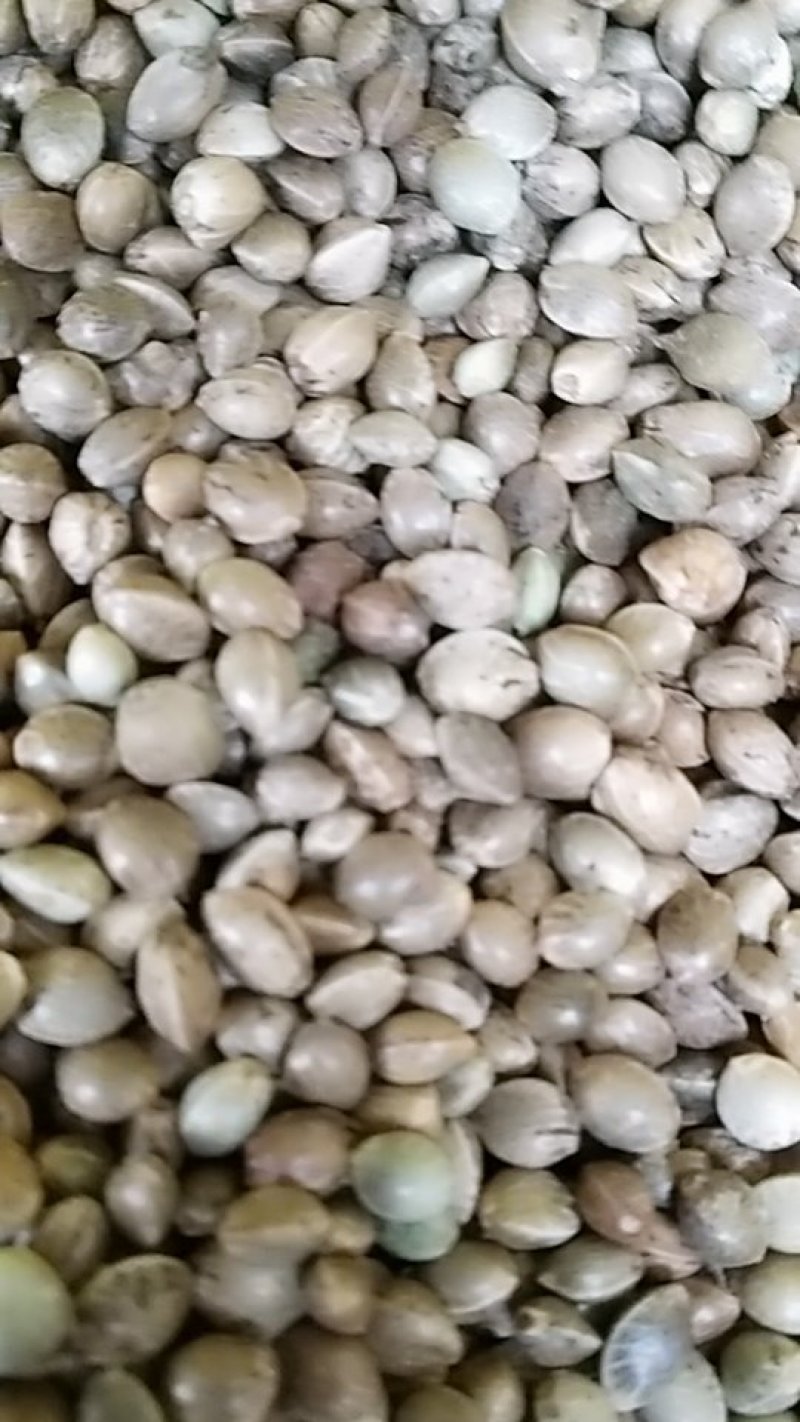 火麻仁