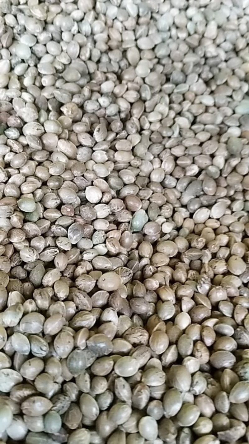 火麻仁