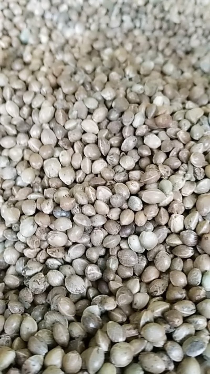 火麻仁
