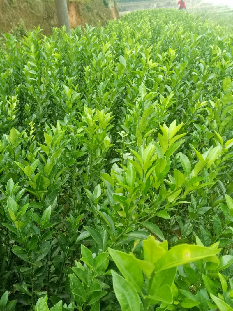 南丰密桔苗:品种纯，价格实惠，诚信经营，童兜无欺