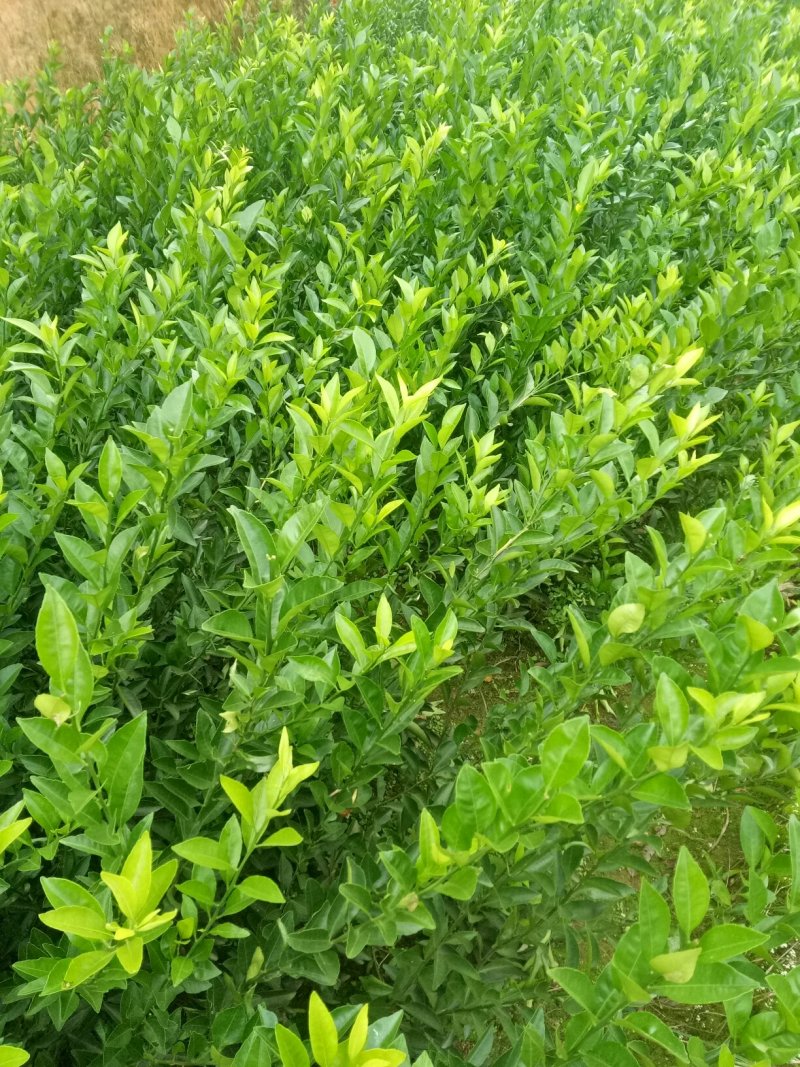 南丰密桔苗:品种纯，价格实惠，诚信经营，童兜无欺