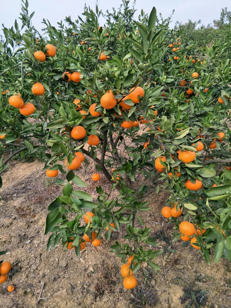 自家果园丹江口蜜橘大量成熟，价格随行就市，欢迎采购……